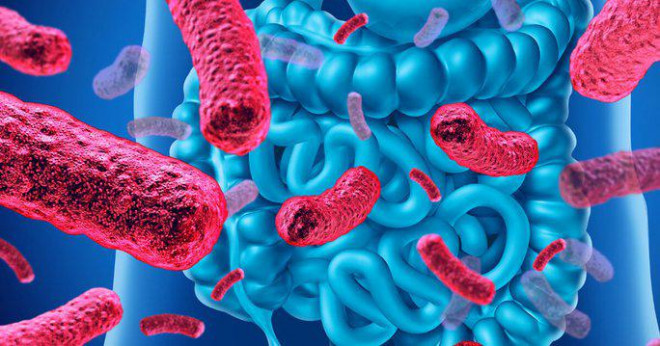Vi khuẩn đường ruột - Ảnh minh họa từ Internet