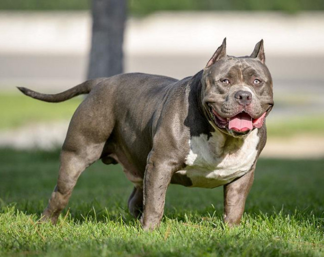 Người đàn ông bị đàn chó pitbull con trai nuôi tấn công. Ảnh minh họa