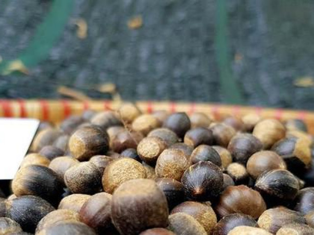 Thị trường - Tiêu dùng - Hạt dẻ tí hon đắt khách đầu mùa