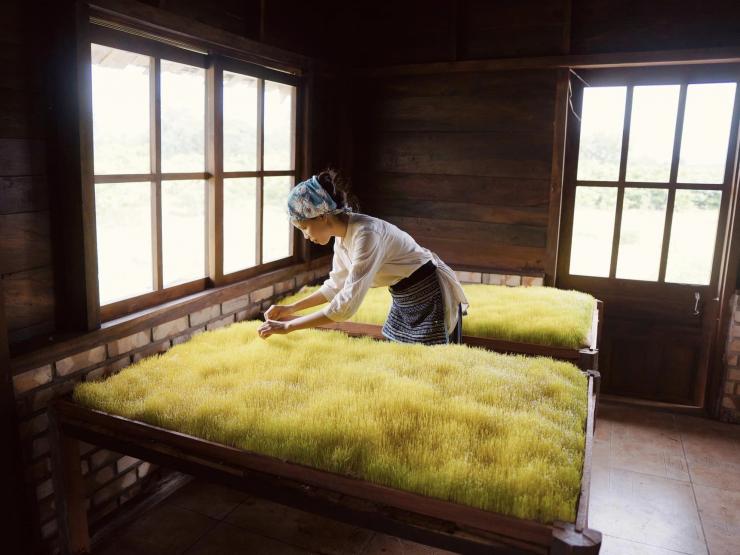 Thị trường - Tiêu dùng - Cận cảnh quy trình chế biến loại đường đắt nhất Việt Nam, giá gần nửa triệu đồng/kg