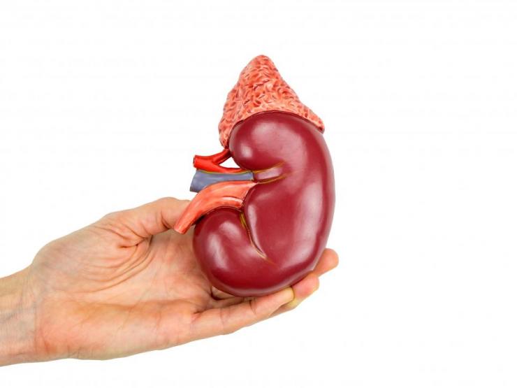 Sức khỏe đời sống - Nhiễm độc niệu đang "nhắm" vào giới trẻ, dưới đây là 7 lý do