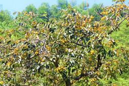 Thị trường - Tiêu dùng - Trước trồng để lấy bóng mát, loại quả này giờ hóa "mỏ vàng" dân thu lãi trăm triệu/năm