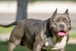 Phi thường - kỳ quặc - Xót xa người đàn ông tử vong do bị đàn chó cưng của con trai tấn công