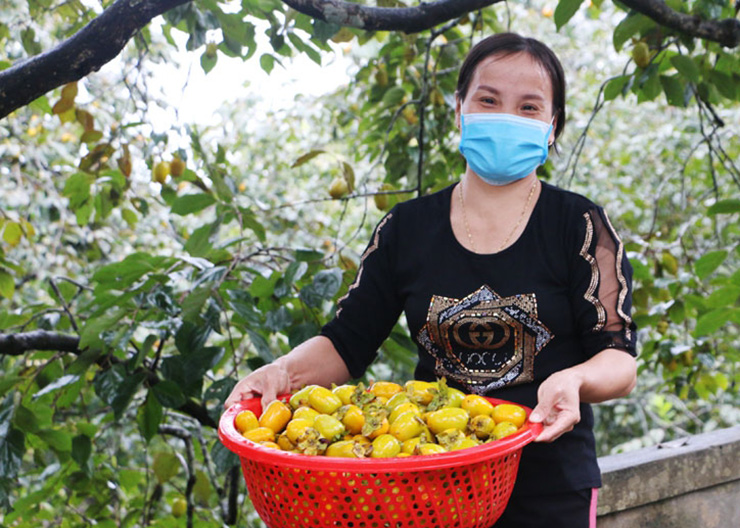 Những ngày này, bà con tại thôn Yên Du, xã Đức Lĩnh, huyện Vũ Quang (tỉnh Hà Tĩnh) đang bước vào thu hoạch hồng giòn chính vụ
