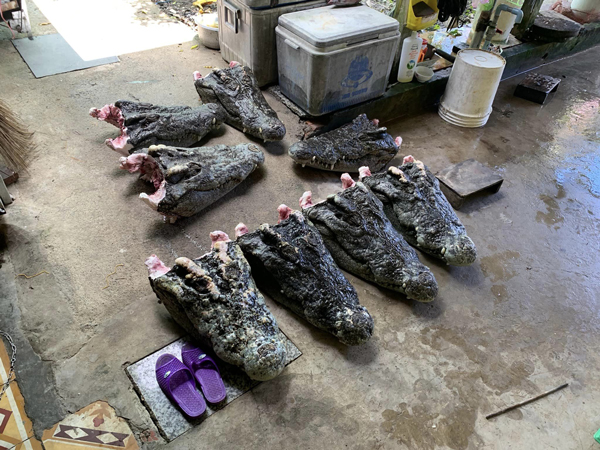 Những chiếc sọ cá sấu được thu mua về để chuẩn bị làm.