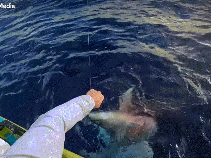 Phi thường - kỳ quặc - Câu được cá nặng 20kg, rợn người khi kéo thành quả lên khỏi mặt nước