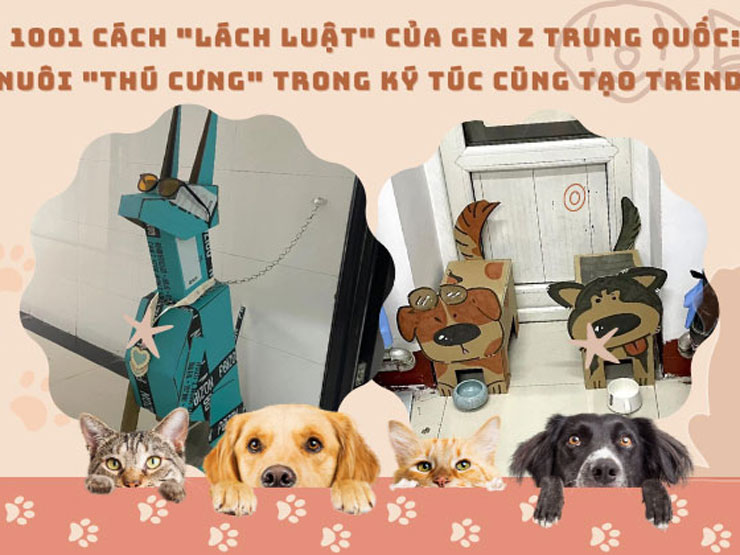 Bạn trẻ - Cuộc sống - Nuôi "thú cưng" trong ký túc xá kiểu sinh viên Trung Quốc: Không phạm luật và độ sáng tạo có 1-0-2