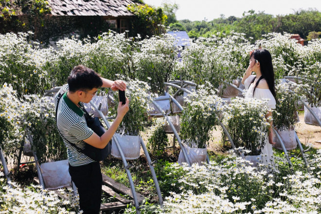 Xao xuyến ngắm thiếu nữ diện áo dài tạo dáng bên loài hoa báo đông - 7