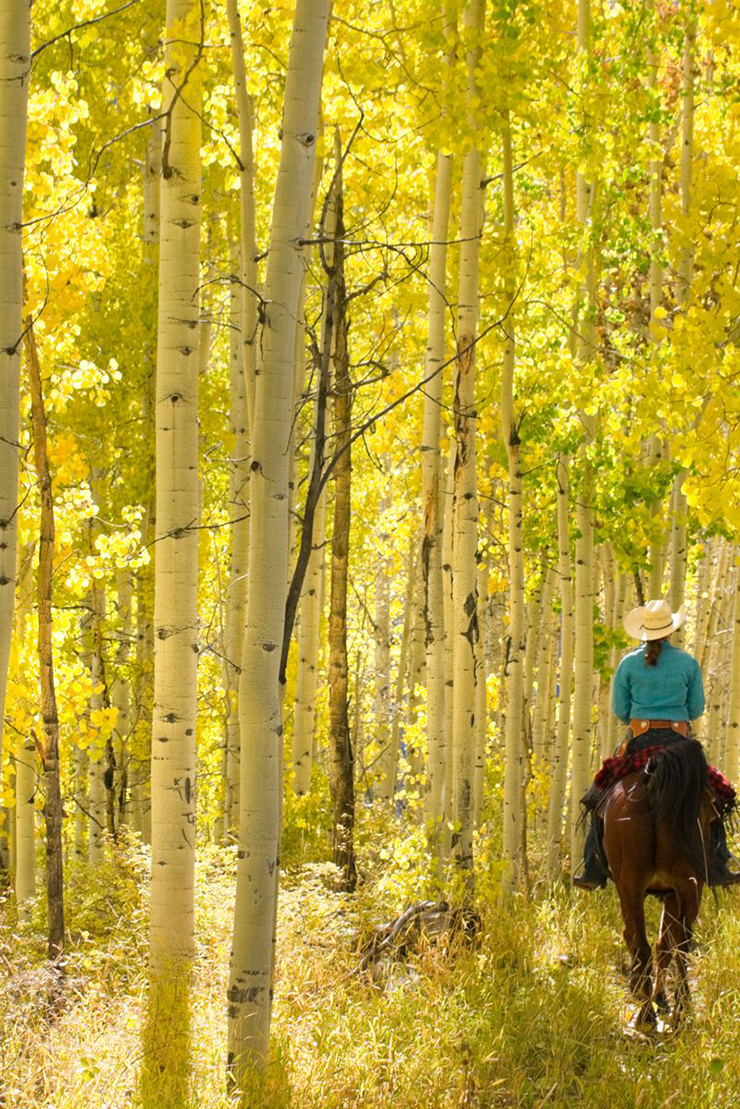 2. Aspen, Colorado, Mỹ đẹp bất kể bạn ghé tới vào thời điểm nào trong năm, nhưng có lẽ mùa thu vẫn là mùa đẹp nhất. Những hàng cây lá vàng tạo nên khung cảnh thực sự kỳ diệu.
