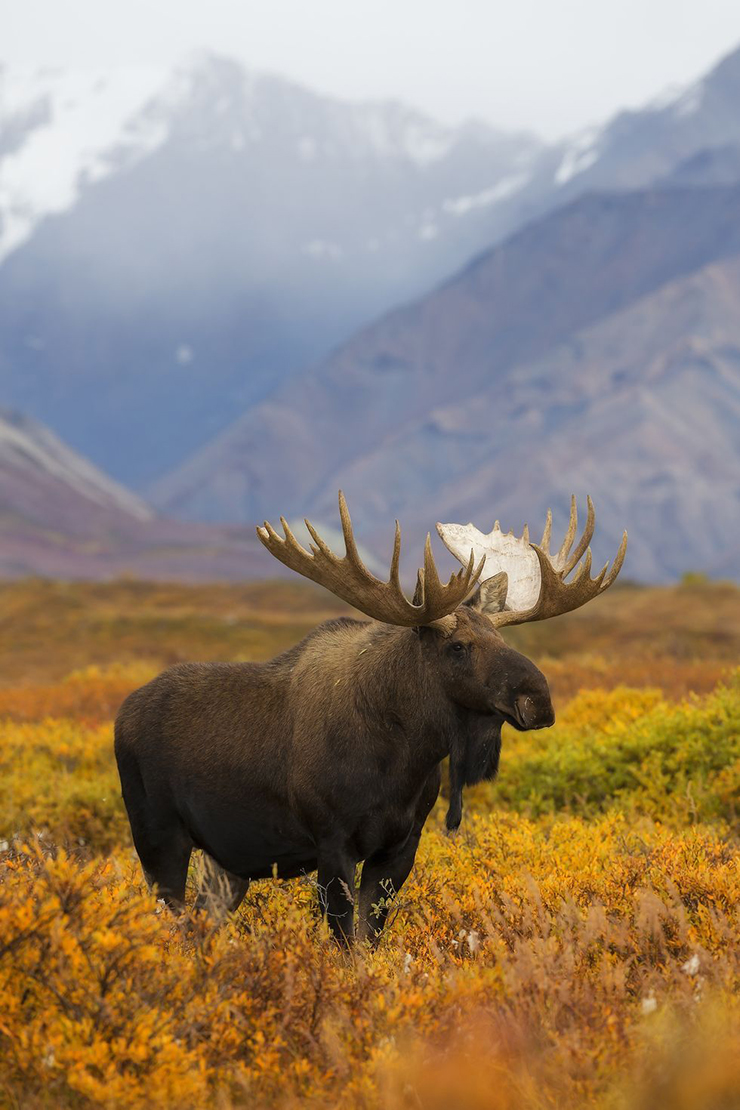 5. Nếu bạn đến Alaska vào mùa này, đừng bỏ qua công viên Quốc gia Denali đang rực rỡ sắc màu. Nơi đây trở thành giấc mơ của các nhiếp ảnh gia.


