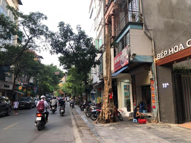 Loạt cây xanh chết trên đường phố Hà Nội nghi do đầu độc - 2