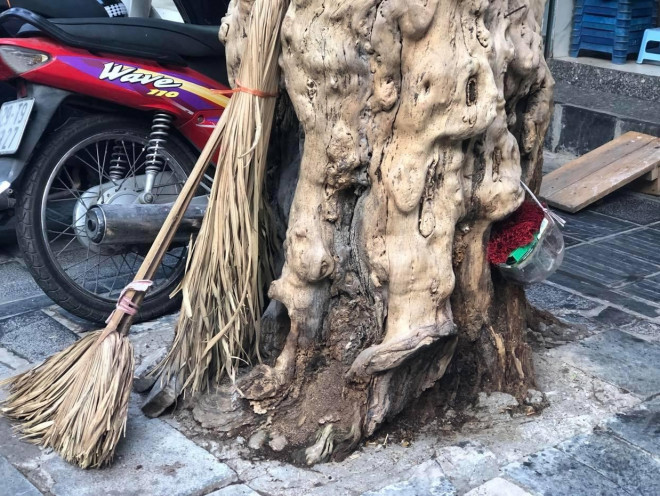 Loạt cây xanh chết trên đường phố Hà Nội nghi do đầu độc - 3