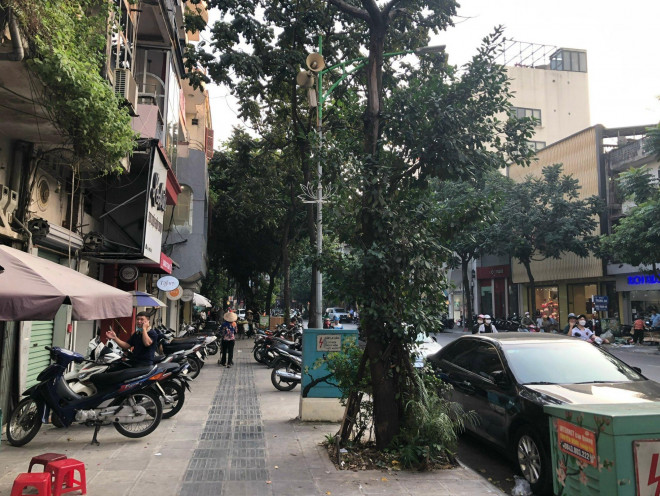 Loạt cây xanh chết trên đường phố Hà Nội nghi do đầu độc - 4