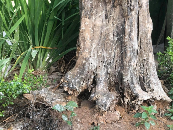 Loạt cây xanh chết trên đường phố Hà Nội nghi do đầu độc - 7