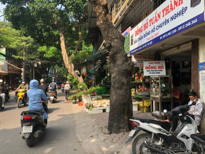 Loạt cây xanh chết trên đường phố Hà Nội nghi do đầu độc - 8