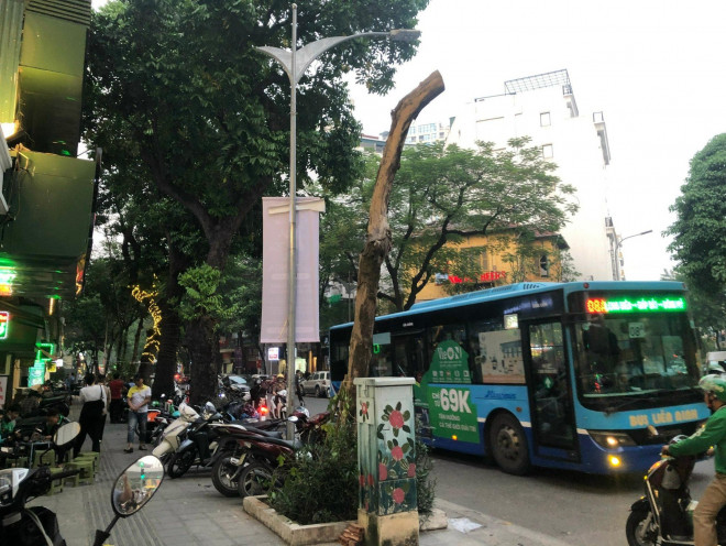 Loạt cây xanh chết trên đường phố Hà Nội nghi do đầu độc - 10