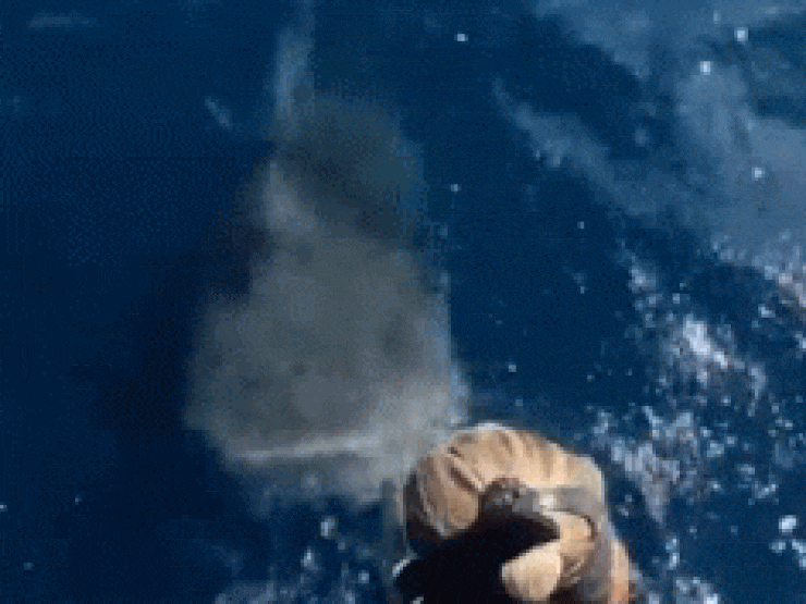 Clip: Hành động bất ngờ của nữ thợ lặn trước miệng cá mập đói