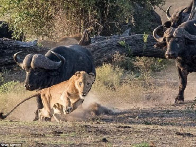 Media - Trâu rừng kéo bầy đến, húc bay sư tử uy cứu đồng loại khỏi "tử thần"