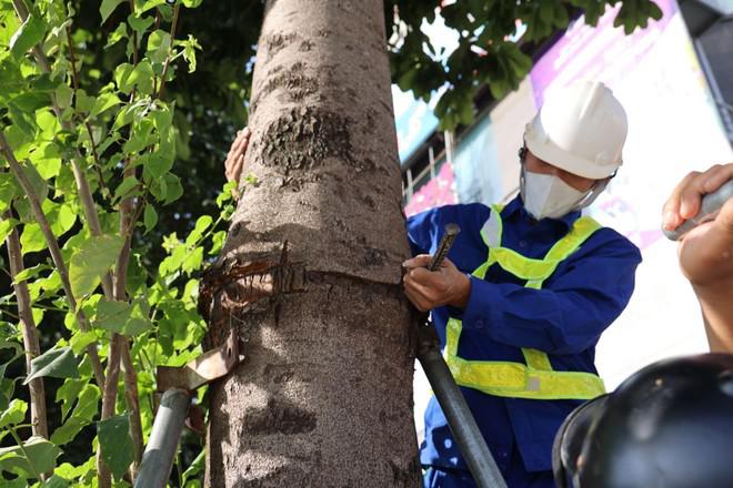 Hà Nội: Nới gông sắt cho 600 cây xanh trên các tuyến phố Thủ đô - 5