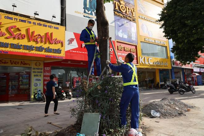 Hà Nội: Nới gông sắt cho 600 cây xanh trên các tuyến phố Thủ đô - 8