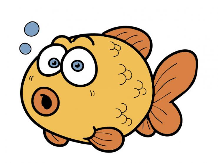 Thị trường - Tiêu dùng - Loài cá "hiếu chiến", giá mua chỉ vài chục nghìn đồng, bán được cả nghìn USD