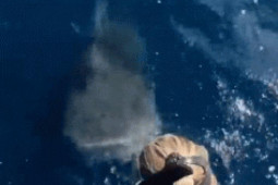 Media - Clip: Hành động bất ngờ của nữ thợ lặn trước miệng cá mập đói