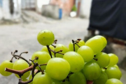 Sức khỏe đời sống - 8 loại trái cây nên ăn để đẩy lùi bệnh gan nhiễm mỡ