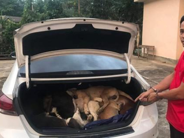 Vụ đi ô tô trộm 38 con chó: Nghi phạm từng là giám đốc một công ty
