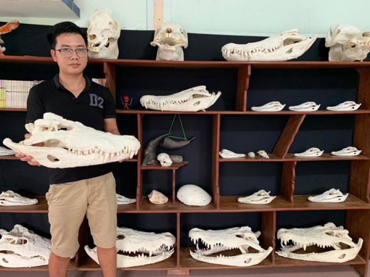 Kỳ lạ xương sọ của cá sấu được săn lùng, có chiếc giá lên đến 7 triệu đồng