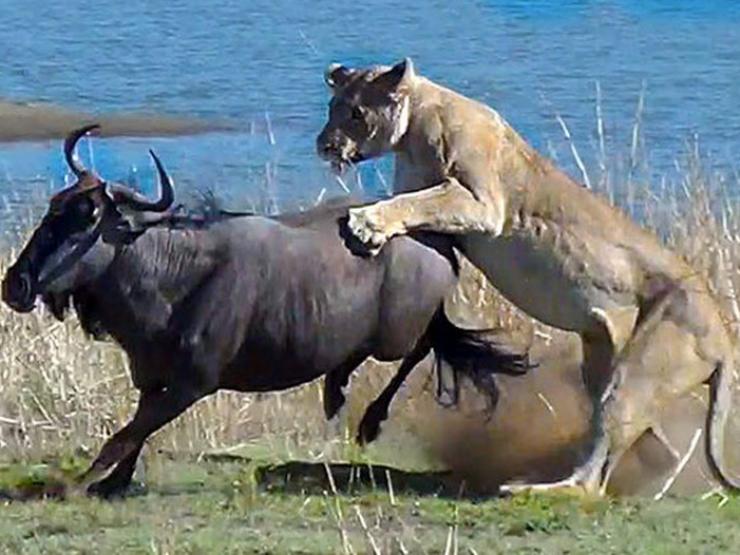 Media - Linh dương "cảm tử" dẫn đầu đàn tấn công sư tử và cái kết đau đớn