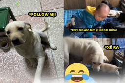 Bạn trẻ - Cuộc sống - Clip: Chó mẹ phản ứng cực yêu khi đàn con nhỏ bị cậu bé “quấy rối”