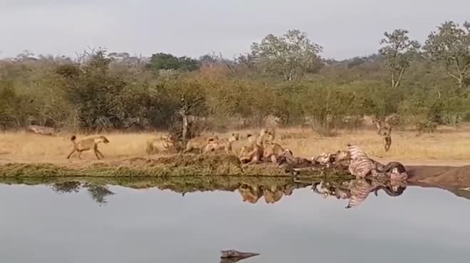 Video: Cả gan cướp "bữa ăn" của sư tử, bầy linh cẩu liều lĩnh giành được con mồi