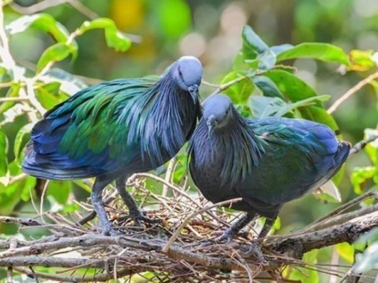 Tin tức trong ngày - Tin tức 24h qua: Xuất hiện bồ câu quý hiếm tại Vườn Quốc gia Côn Đảo