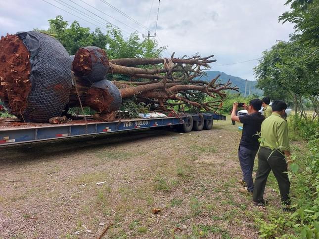Lực lượng kiểm lâm Gia Lai có mặt để kiểm tra nguồn gốc xuất xứ 5 cây cổ thụ