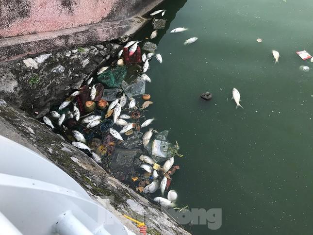 Lượng cá chết chủ yếu là cá mè nhỡ. Ảnh: Trường Phong
