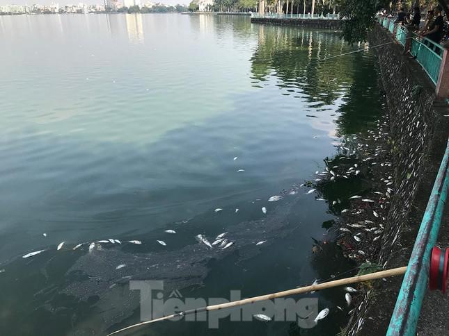 Theo ghi nhận của phóng viên Tiền Phong, chiều 5/11, số lượng cá chết ở hồ Tây khá nhiều, trôi dạt vào bờ hồ, phía đường Nguyễn Đình Thi, Trích Sài. Ảnh: Trường Phong
