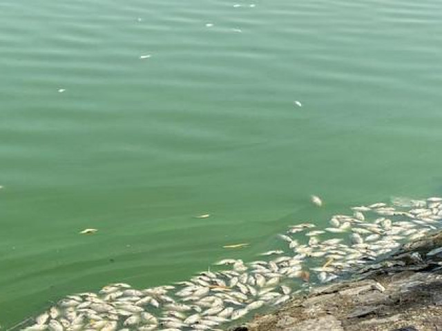 Cá chết trắng hồ điều hoà lớn nhất ở trung tâm TP Hải Phòng