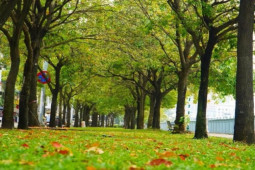 Tin tức trong ngày - Cung đường lá vàng độc đáo ven kênh Nhiêu Lộc - Thị Nghè, người dân đua nhau "check-in"