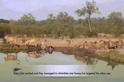 Phi thường - kỳ quặc - Video: Cả gan cướp "bữa ăn" của sư tử, bầy linh cẩu liều lĩnh giành được con mồi