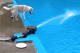 Tranh vui - Những tình huống "ngáo ngơ" của boss khiến con sen không nhịn nổi cười