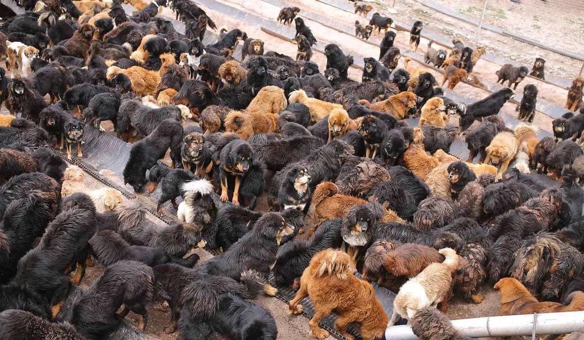 Giống chó ngao Tây Tạng bị bỏ đói sau cơn sốt