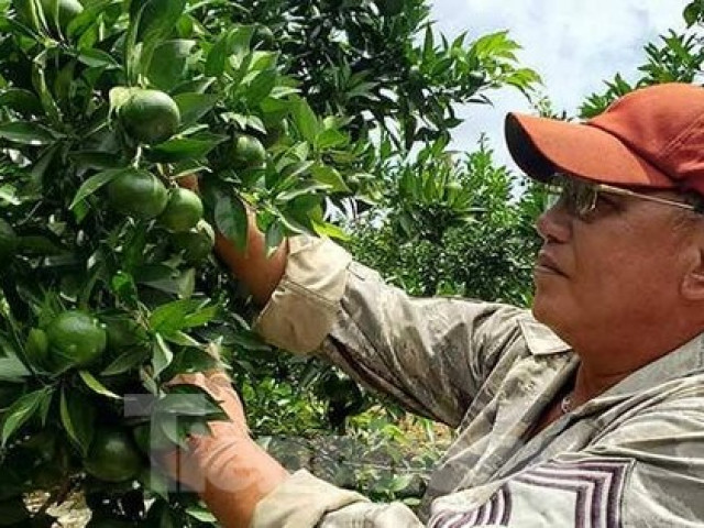 Thị trường - Tiêu dùng - Lão nông trồng cam làm giàu
