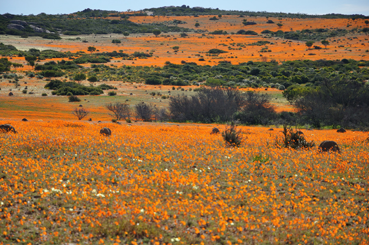 12. Ước tính có khoảng 400.000 loài hoa khác nhau nở ở sa mạc Namaqualand vào thời điểm này.


