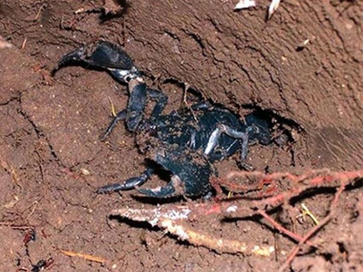 Thị trường - Tiêu dùng - Loài nhìn đáng sợ ai cũng tránh xa không ngờ là đặc sản, dân đi "săn" kiếm tiền triệu/ngày