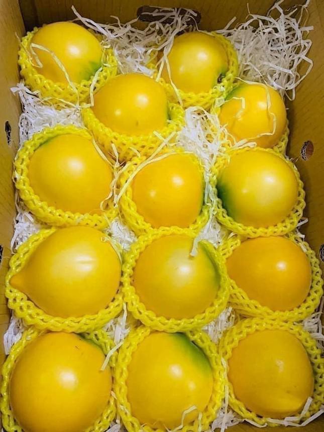 Vú sữa hoàng kim Đài Loan quả bóng, càng chín càng lên màu vàng đậm đẹp mắt (Ảnh: Dan Viet)