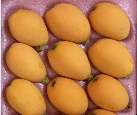 Biwa có hình dáng giống trái xoài mini, ăn có vị ngọt mát (Ảnh: Eva)