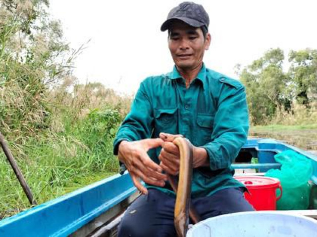 Thị trường - Tiêu dùng - Theo 'thợ săn' sản vật vào rừng U Minh Hạ