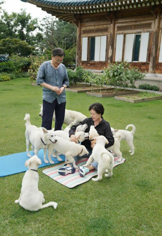 Cựu Tổng thống Hàn Quốc Moon Jae-in và phu nhân chơi đùa bên các chú cún trong vườn Nhà Xanh năm 2021. Ảnh chụp màn hình từ tài khoản Facebook của cựu Tổng thống Hàn Quốc