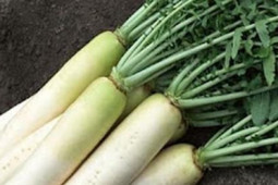 Sức khỏe đời sống - Gặp tiểu đường, nhớ thương củ cải