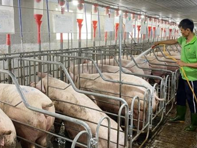 Thị trường - Tiêu dùng - Vì sao giá thức ăn chăn nuôi không giảm?